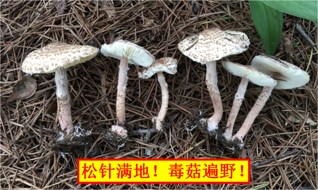 4肉褐鳞环柄菇.png